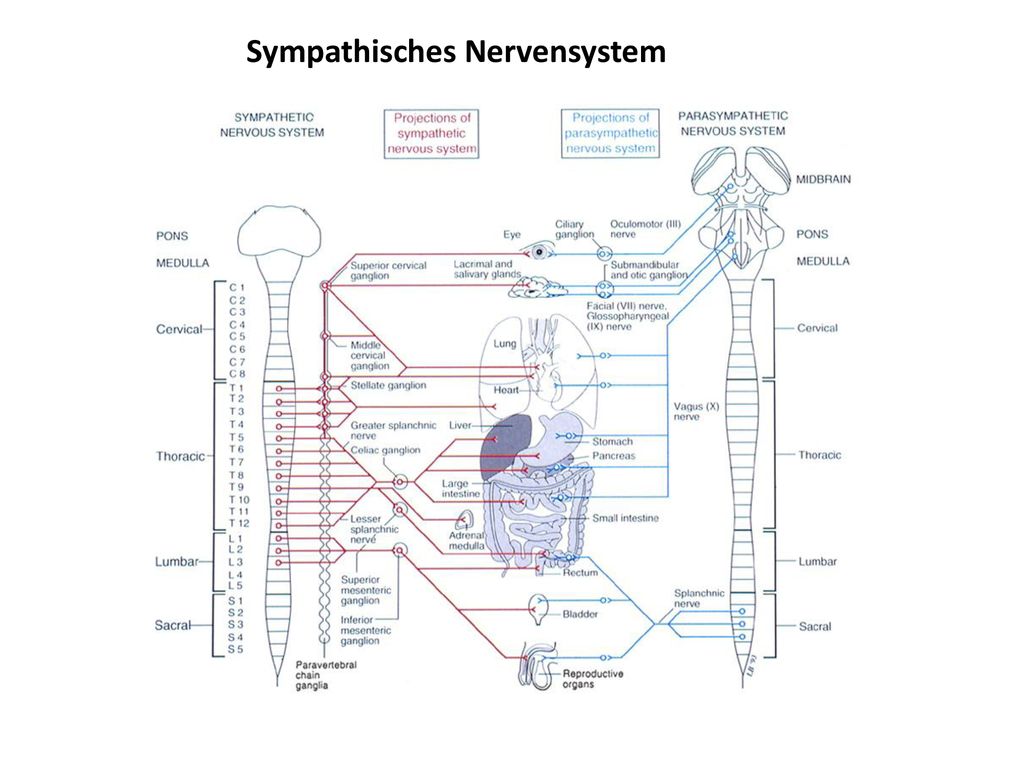 osteoarthritis generalizált forma